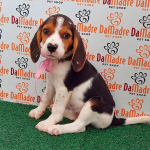 Border Collie - Pet Shop Da Madre Londrina